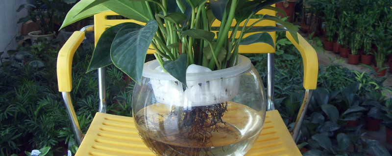 水培滴水觀音能養(yǎng)魚(yú)嗎