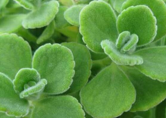 碰碰香的養(yǎng)殖方法，土壤陽光澆水施肥修剪病蟲害缺一不可