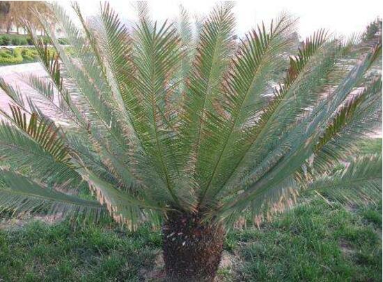 鐵樹葉子發(fā)黃怎么辦，鐵樹葉子發(fā)黃解決辦法