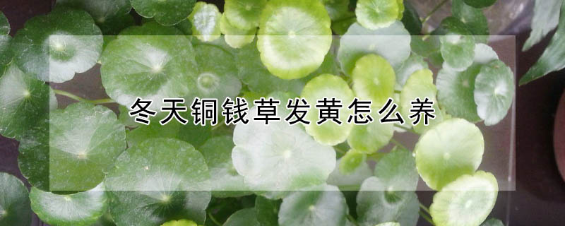 冬天銅錢草發(fā)黃怎么養(yǎng)