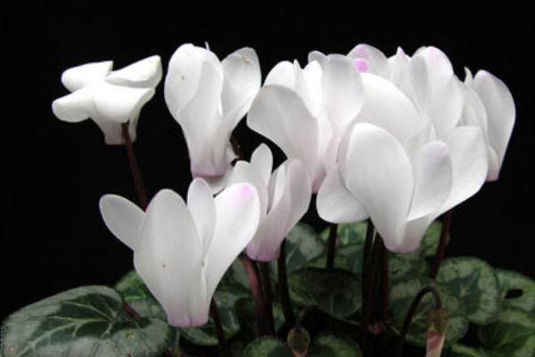 仙客來花葉倒下怎么辦