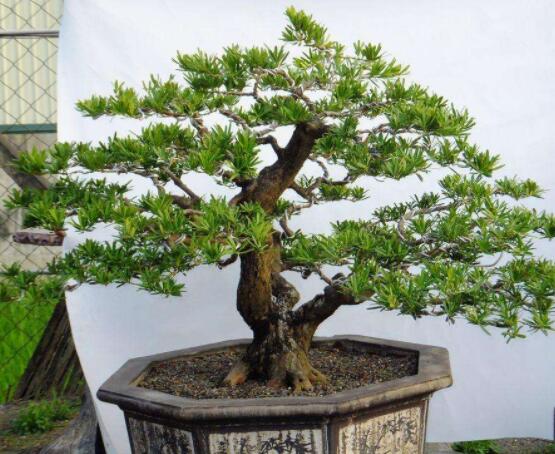 羅漢松可以放客廳嗎，可以/帶來主人家福氣、鎮(zhèn)守財(cái)寶