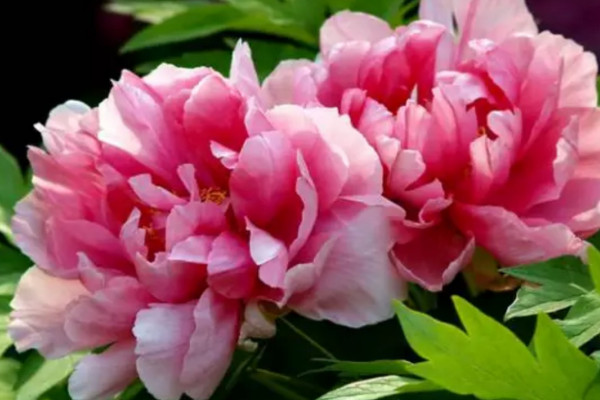 芍藥花什么時(shí)候開花白天還是夜晚