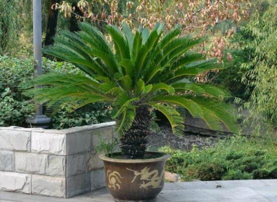 為什么蘇鐵不長(zhǎng)新葉子，教你三種最直觀有效解決辦法