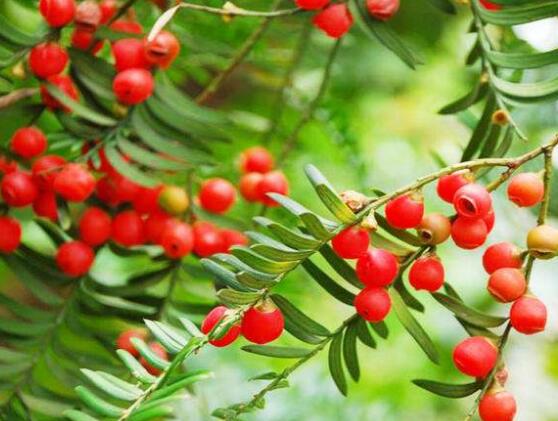 紅豆杉怎么換盆，三個簡單方法教你輕松學(xué)會