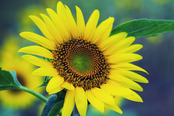 向日葵長(zhǎng)蚜蟲(chóng)了怎么辦