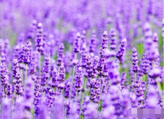 薰衣草與鼠尾草的區(qū)別，教你四種方法可變成火眼金睛