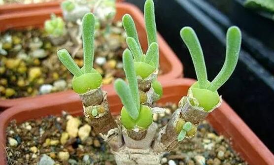 碧光環(huán)發(fā)芽后要澆水嗎，需要/只需要保持濕潤環(huán)境即可