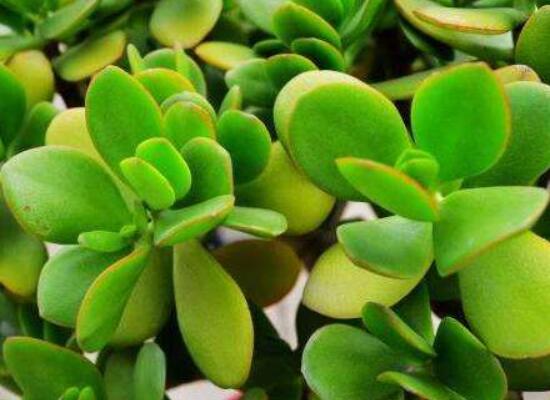 燕子掌怎么養(yǎng)長得更快，做好五個(gè)要點(diǎn)盆盆爆滿