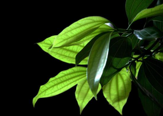 平安樹葉子發(fā)黃掉落怎么辦，教你四種解決辦法快速恢復(fù)生機(jī)