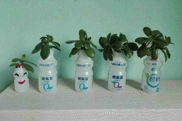 燕子掌能水培嗎，可以水培并且養(yǎng)護起來非常簡單