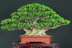榕樹(shù)盆景圖片，獨(dú)特藝術(shù)欣賞
