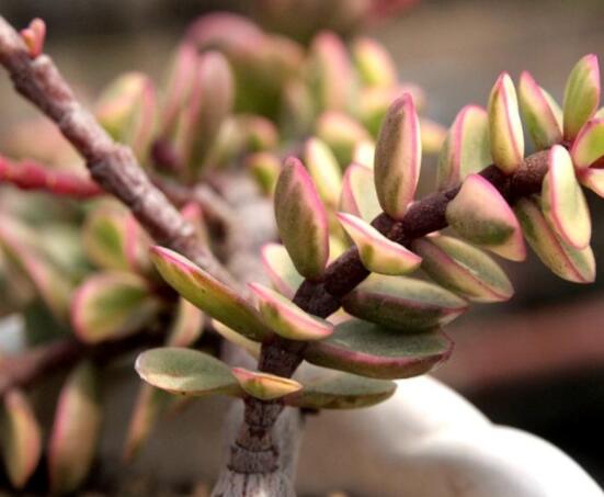 雅樂之舞的養(yǎng)殖方法和注意事項，老農(nóng)總結(jié)最實用八大養(yǎng)殖方法