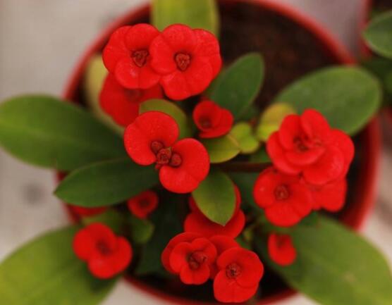 虎刺梅對(duì)人身體有害嗎，只需要注意避免接觸即可