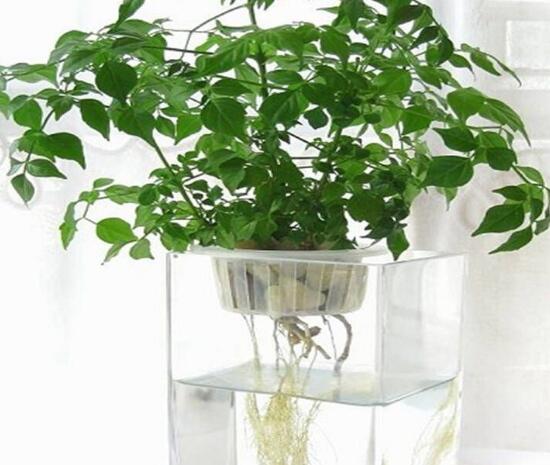 平安樹泡水里能長根嗎，平安樹水培方法