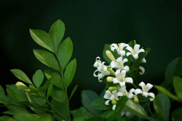 九里香如何長(zhǎng)粗，通過(guò)光照、溫度、施肥、修剪4步進(jìn)行