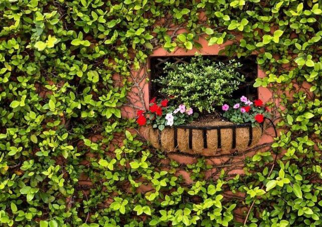 常春藤有毒嗎，有毒但是也有很大的藥用價(jià)值