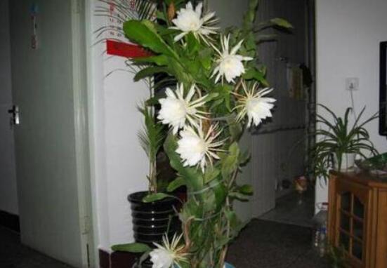 曇花怎么修剪，以輕剪與中剪為主(忌重剪)