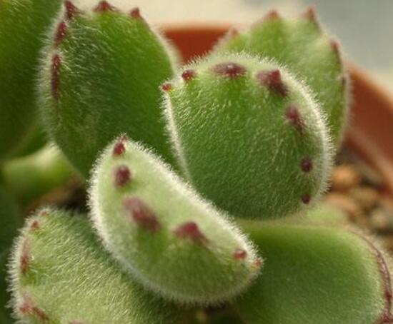 熊童子用什么土，腐葉土、園土、沙土最為合適