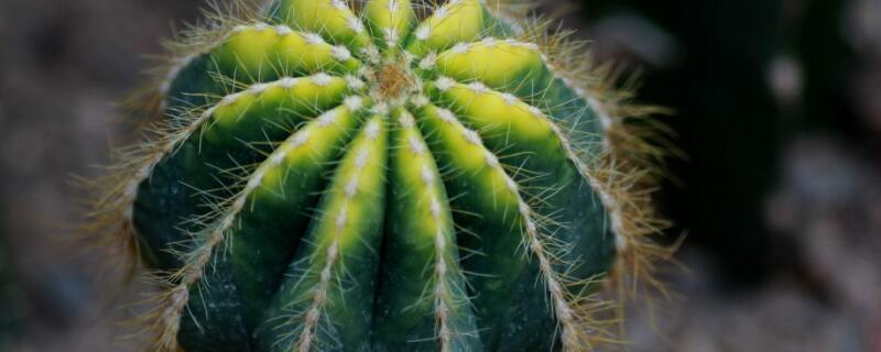 仙人球出錦是什么原因