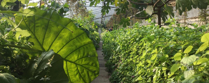 滴水觀音生長(zhǎng)溫度