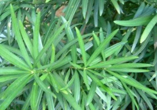 小葉羅漢松的養(yǎng)殖方法，老農(nóng)總結(jié)八大簡(jiǎn)單易學(xué)的養(yǎng)殖技巧