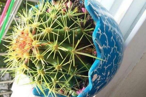 仙人球球體腐爛怎么回事，主要是日常管理的疏忽