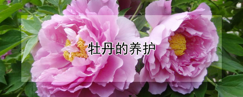 牡丹的養(yǎng)護(hù)