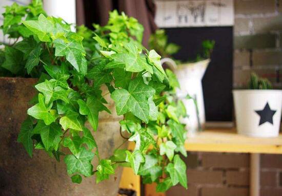 常春藤有哪些品種，常春藤品種圖片大全