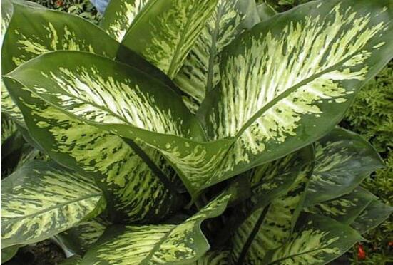 萬年青樹的種類，好看的六種萬年青圖片欣賞