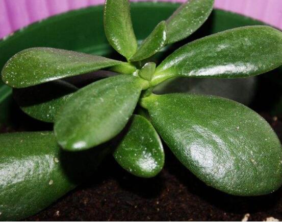 燕子掌和玉樹哪個有毒，玉樹汁液有毒/燕子掌無毒現(xiàn)象