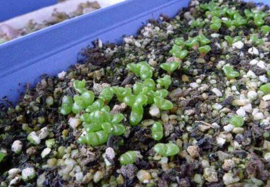 碧光環(huán)多肉怎么分栽，教你五個(gè)步驟盆盆爆滿