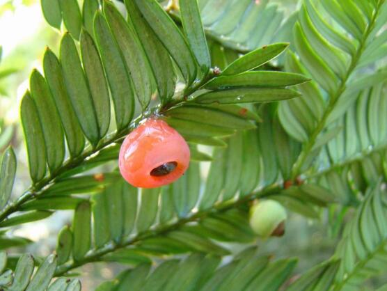紅豆杉的品種，盤點中國紅豆杉五大品種