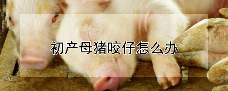 初產(chǎn)母豬咬仔怎么辦