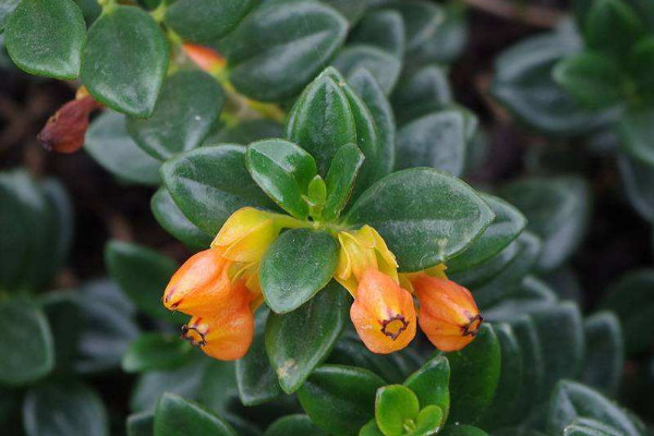 金魚吊蘭夏天的養(yǎng)殖方法和注意事項