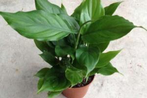 廣東萬年青怎么養(yǎng)，廣東萬年青的養(yǎng)殖方法和注意事項