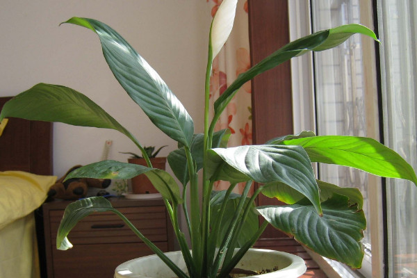 一帆風(fēng)順的葉子發(fā)黃怎么辦，調(diào)節(jié)光照和水分