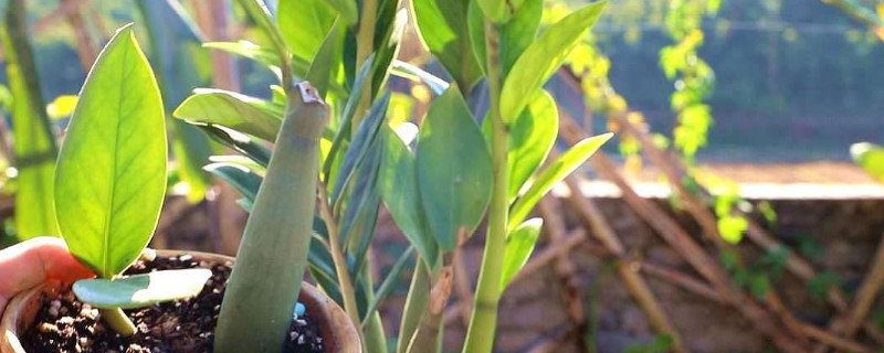 金錢樹可以養(yǎng)在臥室里嗎