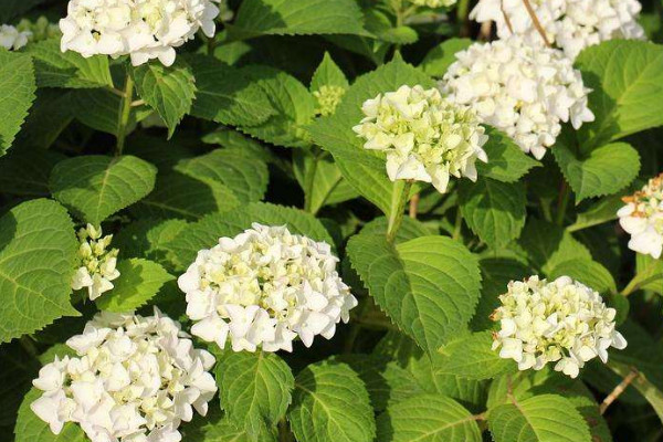 無盡夏枝條太細怎么辦