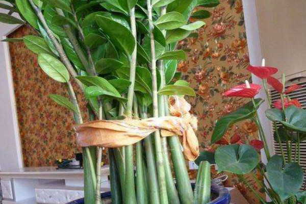 金錢樹可以養(yǎng)在臥室里嗎