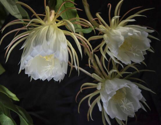 曇花怎么修剪，以輕剪與中剪為主(忌重剪)