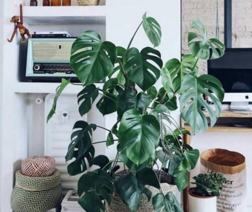 龜背竹葉子黃了怎么辦，要從土壤和澆水等4方面入手解決