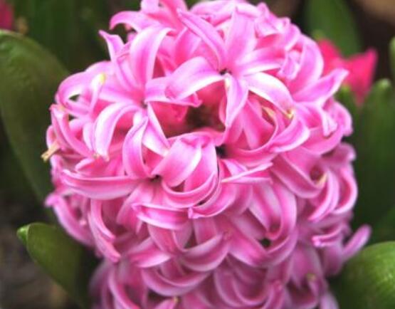 風(fēng)信子盆栽怎么種植，擇飽滿種球、露出土壤2厘米(存活最高)