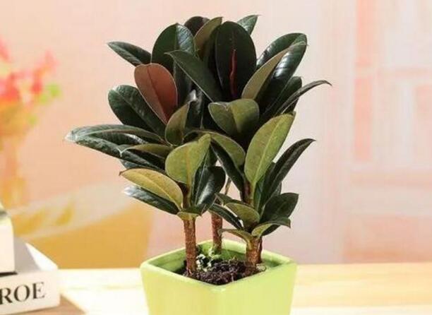 橡皮樹的副作用，對(duì)人體沒(méi)有特別大的傷害