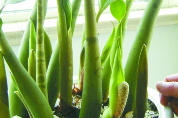 金錢樹怎么養(yǎng)護(hù)