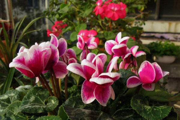 仙客來(lái)夏天怎么修剪