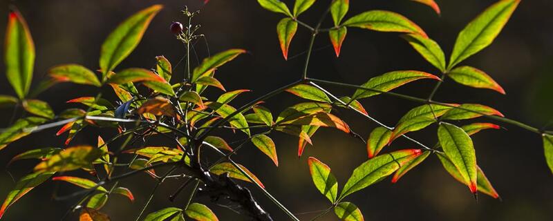 剛移栽的天竺怎么養(yǎng)