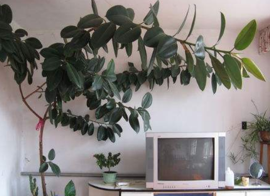 橡皮樹放在哪里旺風水，盤點四個最佳位置(客廳/書房/陽臺/玄關(guān))