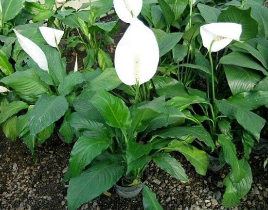 盆栽一帆風(fēng)順怎么養(yǎng)，教你八個(gè)方法便可爆盆