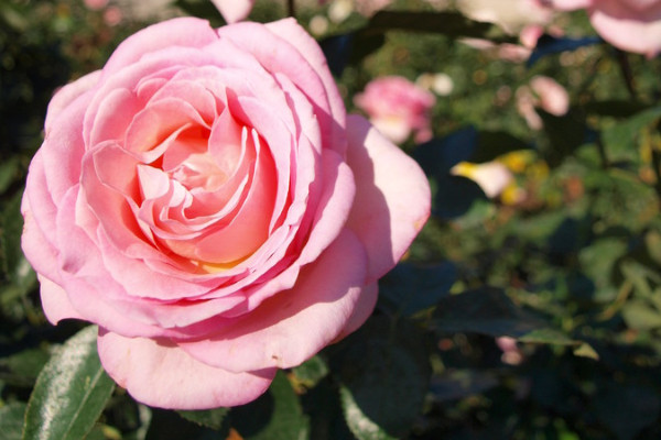 薔薇花怎么養(yǎng)護(hù)